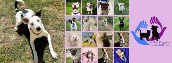 ACTion Programs for Animals logo