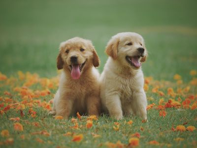 Humane Society of Southern New Mexico logo