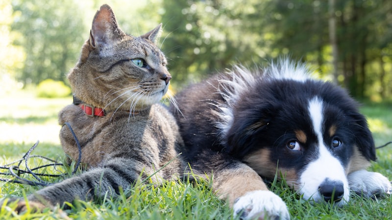Animal Welfare